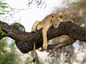 Lioness,Resting,On,Tree,Branch,In,Tarangire,National,Park,,Tanzania