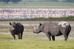 Two,Black,Rhinoceros,(hook-lipped,Rhinoceros),(diceros,Bicornis),,Ngorongoro,Crater,,Tanzania,