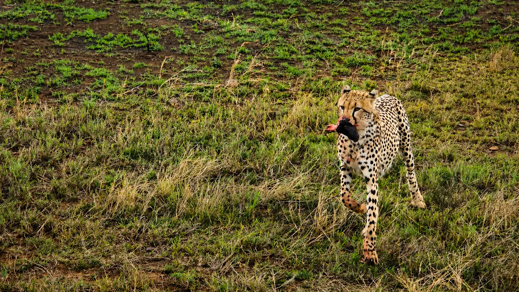 6-Day Tanzania Safari | Great Migration & Big Five